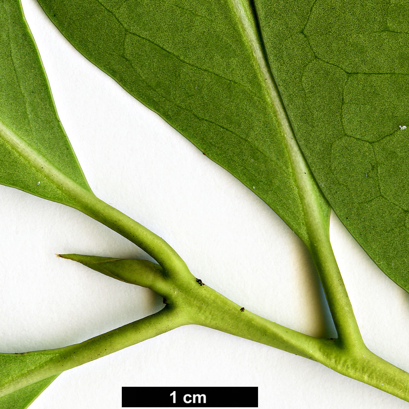 High resolution image: Family: Symplocaceae - Genus: Symplocos - Taxon: lucida